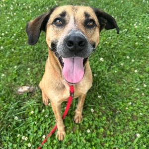 Fergie, Mixed Breed (Medium), adult, available for adoption