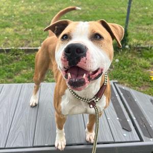 Kaycee, Terrier, American Pit Bull, adult, available for adoption