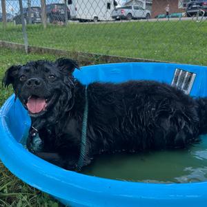Ace, Mixed Breed (Medium), adult, available for adoption