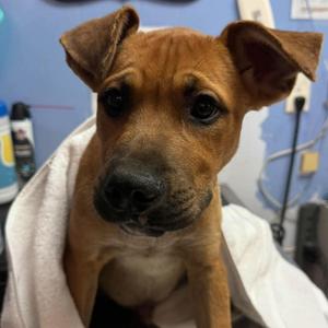 Linny, Mixed Breed (Medium), puppy, available for adoption