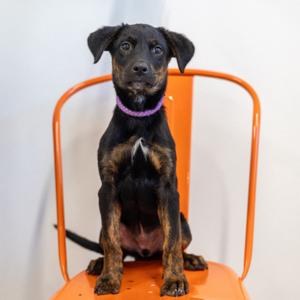 Lakshmi, Mixed Breed (Large), puppy, available for adoption