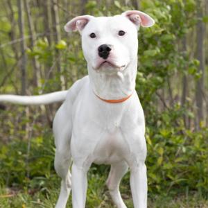 Coco, Terrier, adult, available for adoption