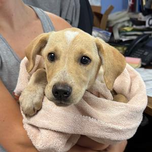 Ally, Mixed Breed (Large), puppy, available for adoption