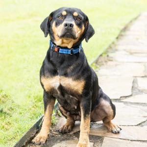 Faline, Mixed Breed (Medium), adult, available for adoption