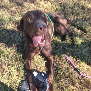 Dee-o-gee, Retriever, Chocolate Labrador, adult, available for adoption