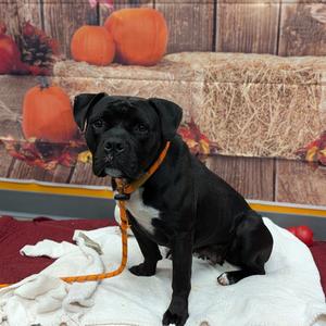 Disco, Mixed Breed (Medium), adult, available for adoption