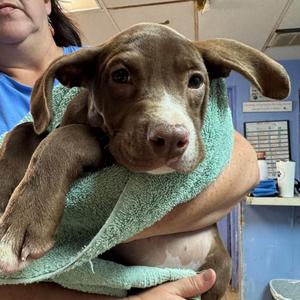 Julia, Mixed Breed (Large), puppy, available for adoption