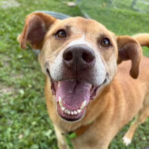 A happy brown dog with a white muzzle and floppy ears, smiling with its tongue out, standing on grass.