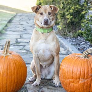 Holly, Mixed Breed (Medium), adult, available for adoption