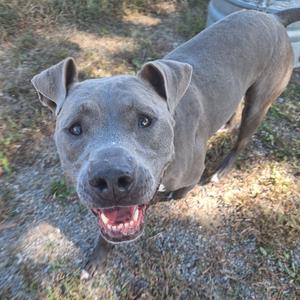 A gray dog with a happy expression, standing on a grassy area.