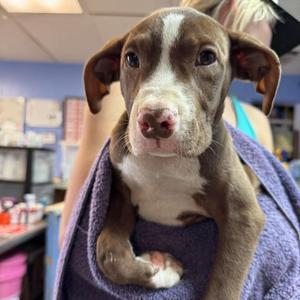 Jasper, Mixed Breed (Large), puppy, available for adoption