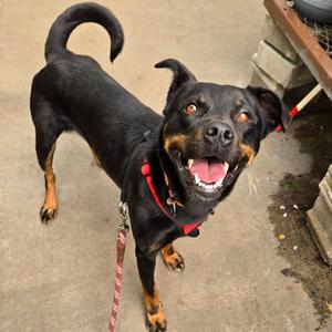 Candace, Mixed Breed (Medium), adult, available for adoption