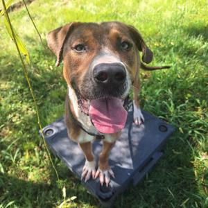 Flat Stanley, Mixed Breed (Medium), adult, available for adoption