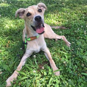 Kaiba, Mixed Breed (Medium), available for adoption