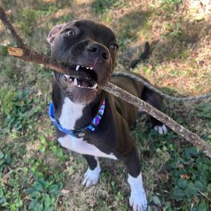 A brown and white dog holding a stick in its mouth, wearing a blue collar with a patterned design, standing on grass.