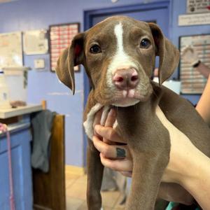 Jade, Mixed Breed (Large), puppy, available for adoption