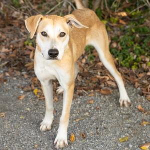 Dennis, Mixed Breed (Medium), available for adoption