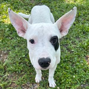Klondike, Mixed Breed (Medium), available for adoption