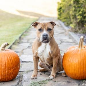 Daisy, Terrier, Pit Bull, adult, available for adoption