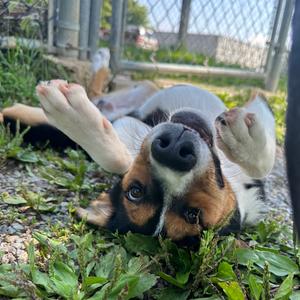 Barcus, Mixed Breed (Medium), available for adoption