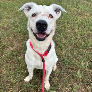 Krypto, Mixed Breed (Medium), adult, available for adoption