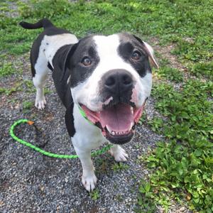 Florin, Mixed Breed (Large), adult, available for adoption