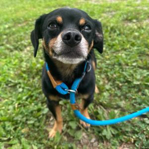 Chief, Mixed Breed (Small), adult, available for adoption