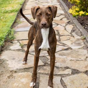 Chicory, Mixed Breed (Medium), available for adoption