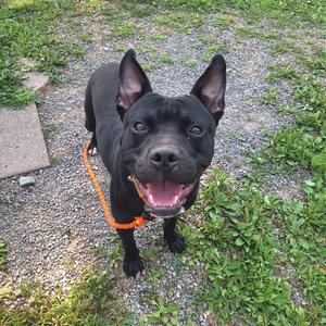 A black dog with pointed ears and a bright orange collar is standing on a gravel path, looking up with its mouth open in a happy expression. The background consists of green grass and small plants.