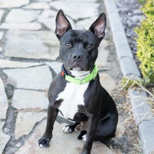 Barkley, Mixed Breed (Medium), adult, available for adoption