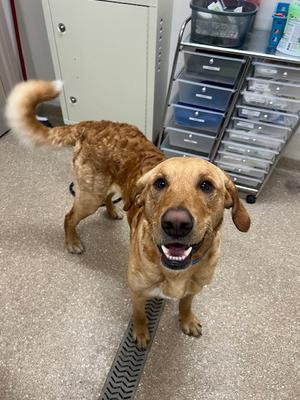 Buster, Labrador Retriever, young, available for adoption