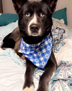 Maxx, Husky, adult, available for adoption