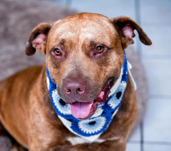 Cupid, Labrador Retriever / American Staffordshire Terrier, adult, available for adoption