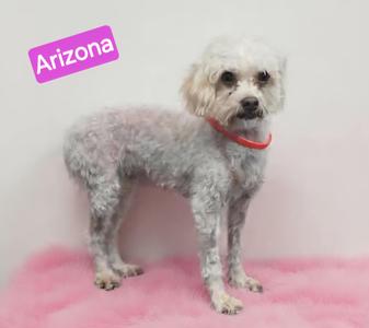 A small white dog with curly fur standing on a pink surface, wearing a red collar. The background is plain white, and there is a purple label in the top left corner with the word "Arizona" written on it.