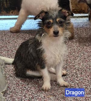 Dragon, Rat Terrier / Chihuahua, puppy, available for adoption