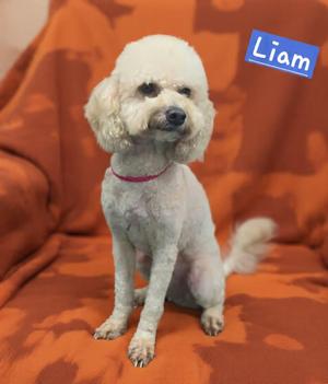 Liam, Miniature Poodle, adult, available for adoption