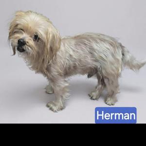 A small, shaggy dog with light-colored fur standing on a white background. The dog has a slightly scruffy appearance with long hair covering its eyes. The name 'Herman' is displayed in a blue box at the bottom right corner of the image.
