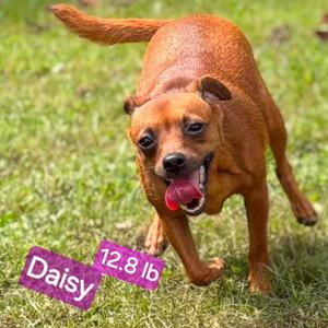 A brown dog named Daisy running on grass with a purple label indicating her weight as 12.8 lb.