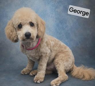 A fluffy, light brown poodle sitting on a blue background. The dog is wearing a pink collar and has a label above its head that reads "George".