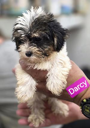 Darcy, Shih Tzu, puppy, available for adoption