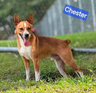 Chester, Corgi, young, available for adoption