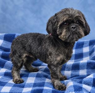 Cole, Shih Tzu, young, available for adoption