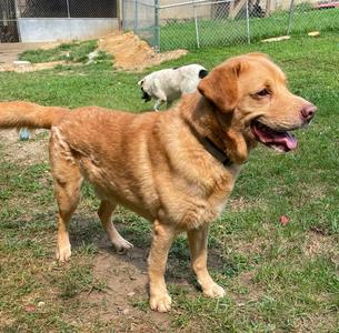A golden retriever dog standing on grass with its mouth open, appearing happy. In the background, there is another dog and a fence.