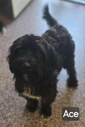 Ace, Miniature Schnauzer / Miniature Poodle, young, available for adoption