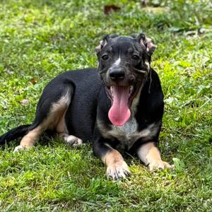 Chance, Beagle / Dachshund, puppy, available for adoption