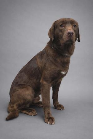 A brown dog sitting on a gray background.