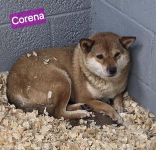A brown dog named Corena lying on a bed of wood chips in a concrete enclosure.