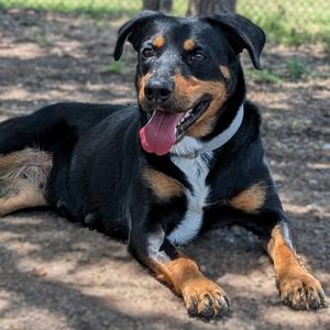 1-Baby, Rottweiler, adult, available for adoption