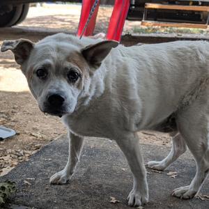Ole Man, Cattle Dog, senior, available for adoption