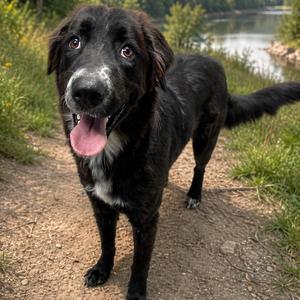 Bailey, adult, available for adoption